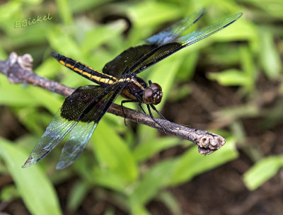 Widow Skimmer Dragonfly (Libellula luctuosa)