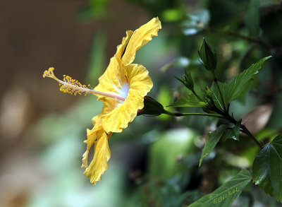 Yellow Hibiscus 2015