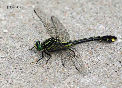 Cobra Clubtail Dragonfly