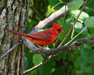 Cardinal 2015