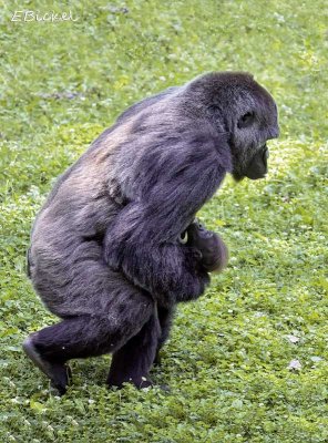 Mama Gorilla
