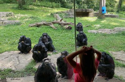 Chimps Behind Glass 2015
