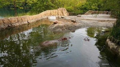 KC Hippo Habitat