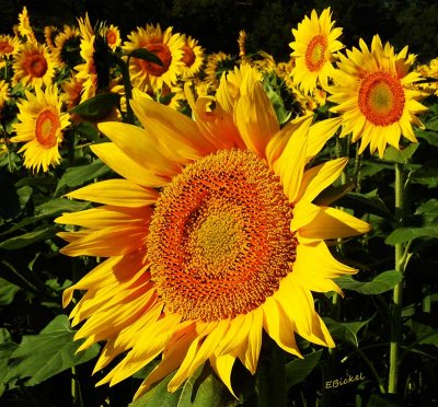 Grinter  Sunflower Farms