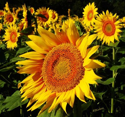 Grinter Sunflower Farm 2015