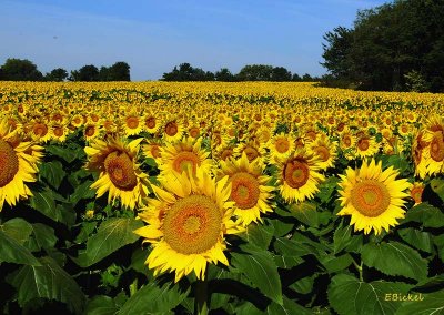 Grinter Sunflower Field