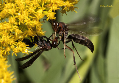 Meeting in the Golden Rod