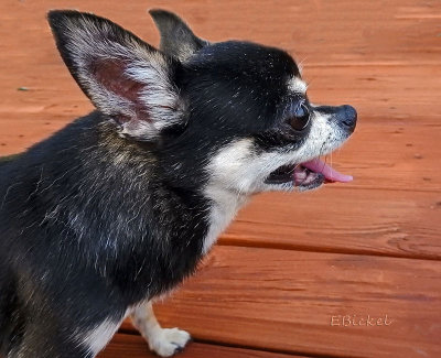 Big Ears