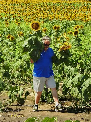 Picking Sunflowers