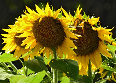 Sunflower Mania