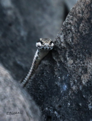 Espaola Snake (Philodryas biserialis hoodensis). 