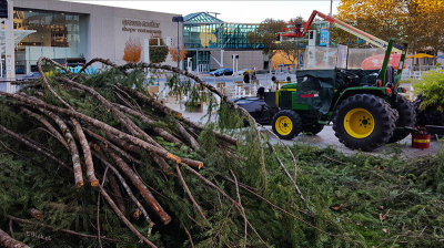 The Mayor's Christmas Tree