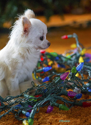 Helping to Decorate for Christmas 2015