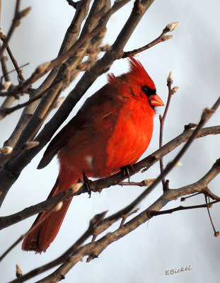 Cardinal 2015
