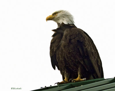 Eagle on the Roof
