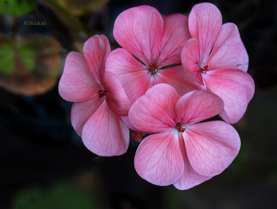 Geranium 2016