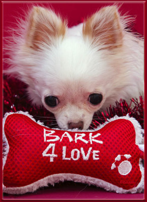 Bark for Love