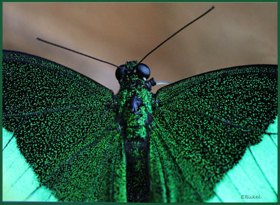 Emerald Swallowtail