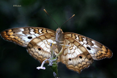 Butterfly & Mealybugs