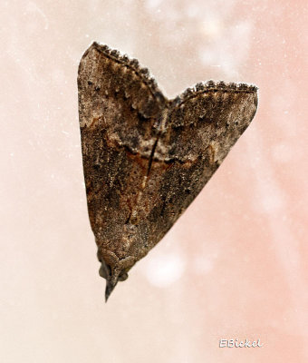 Common Moth 2016