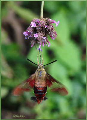 Hummingbird Moth 2016
