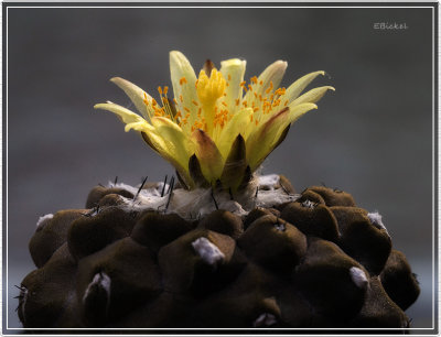 Copiapoa Hypogsa