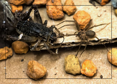 Brown Recluse Spider vs Cricket