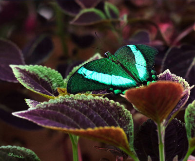 Emerald Swallowtail