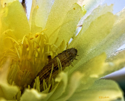 Caterpillar in the Cactus Flower