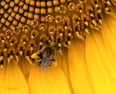 Pollen Loaded