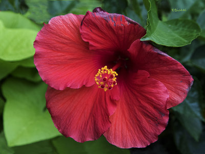 Hibiscus in the City