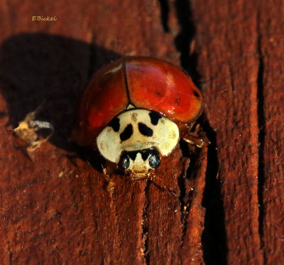Male, Spotless Lady Bug 