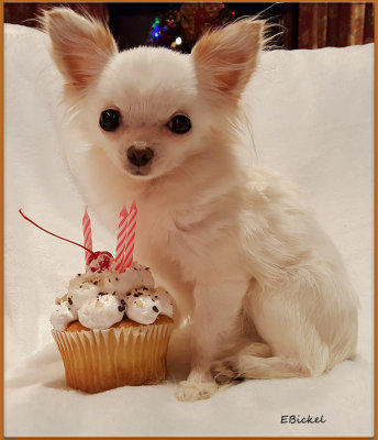 Bailey's Birthday #3 2016
