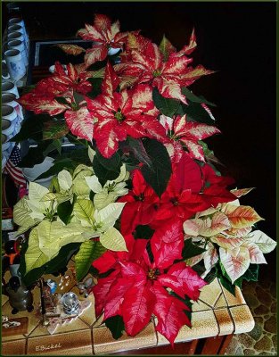  2016 Poinsettias in Kitchen