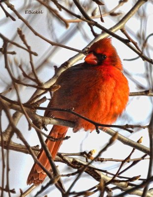 Cold Cardinal 2017
