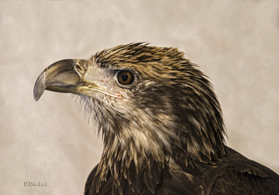 Juvenile Bald Eagle