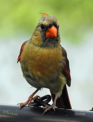 Female Cardinal 2015