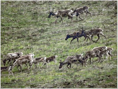 Wild Caribou