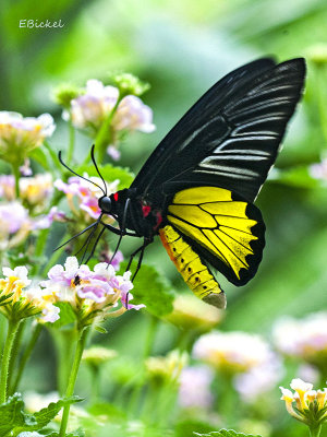 Golden Birdwing Butterfly