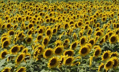 Riot of Sunflowers