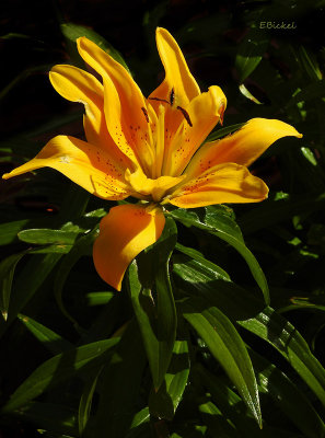 Day Lily