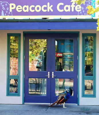 Peacock Cafe