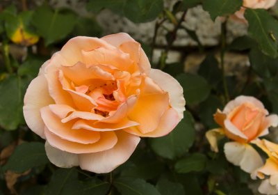 19639_Roses.jpg