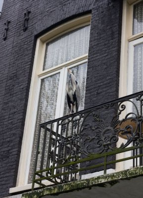 10_20805_Amsterdam.jpg