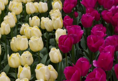 21_20905_Keukenhof.jpg