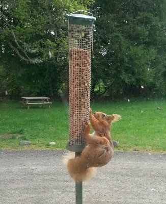 02_Red Squirrel.jpg
