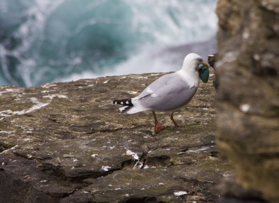04_Herring Gull stealing egg.jpg