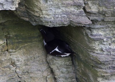 05_Spot the Razorbill.jpg