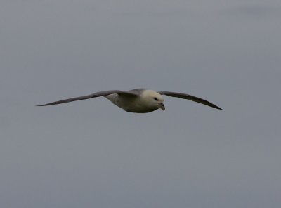 06_Fulmar.jpg
