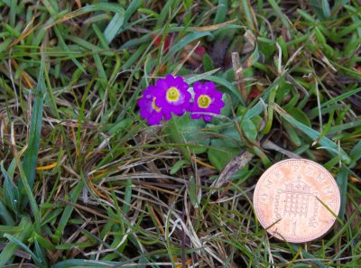 07_Scottish Primrose.jpg